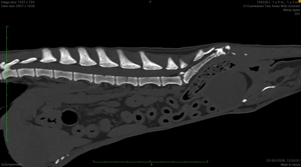 Sagittal CT reconstruction of a dog's spine, showing the lumbar vertebrae and lumbosacral junction