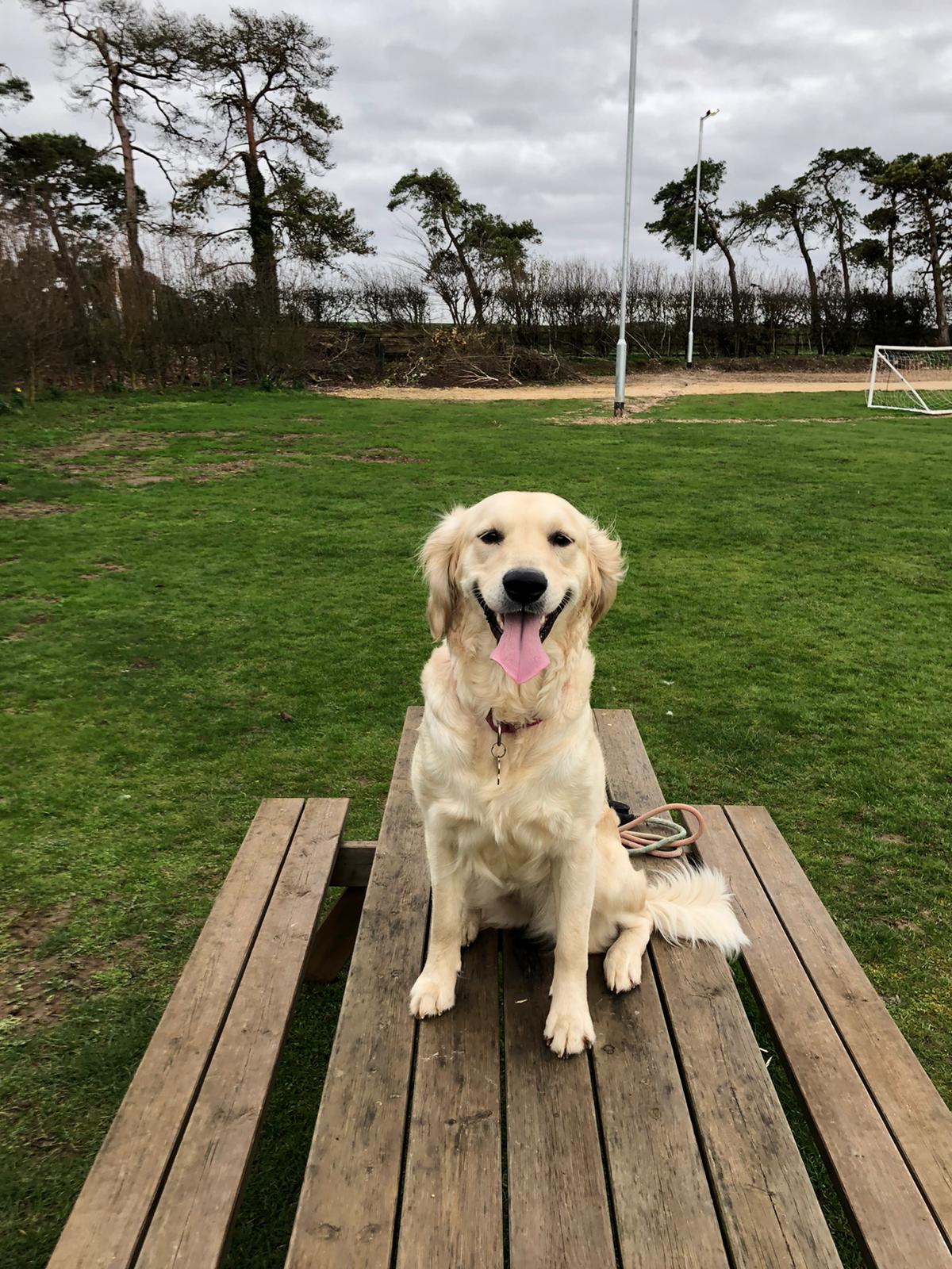 A fluffy golden dog sits on a wooden picnic bench in a grassy field, mouth open and looking happy
